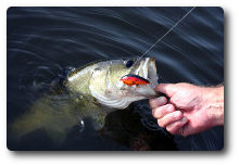 Stocked lake.