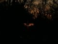 IMG 0013