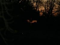 IMG 0016