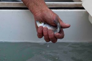  Introducing Wipers to Lakeside Recreation 