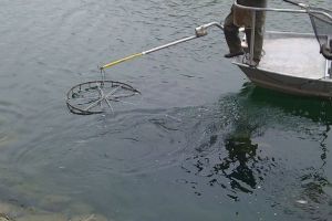 KWP Fish Identification 