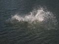 IMG 0006 1   Large 