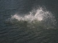 IMG 0006 1   Large 