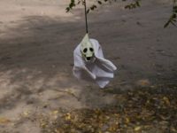 IMG 0009