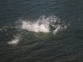 IMG 0030 1   Large 