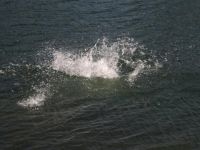 IMG 0030 1   Large 