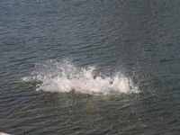 IMG 0046 1   Large 
