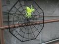 IMG 0044