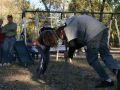 IMG 9721 1   Medium 