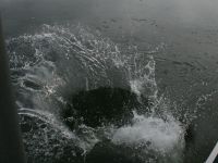 IMG 0061  1 