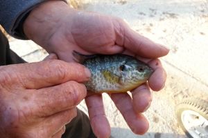 Stocking Lakeside with BLUE GILL AND RED EAR BRIM 2014 